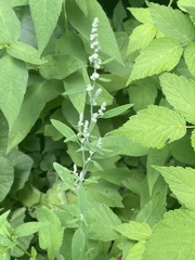 Chenopodium standleyanum