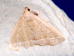 Zanclognatha marcidilinea
