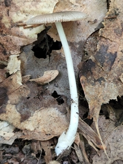 Volvariella nigrodisca