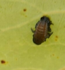 Chrysomela crotchi