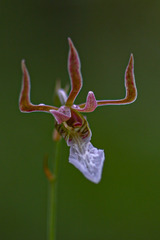 Eulophia venulosa image