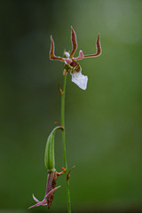 Eulophia venulosa image