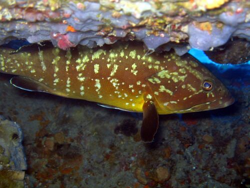 Dusky Grouper