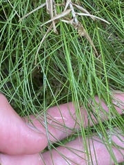 Festuca petraea