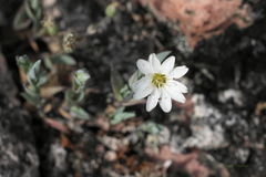 Stellaria humifusa