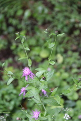 Centaurea phrygia abbreviata