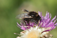 Bombus lapidarius