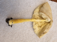 Leucocoprinus
