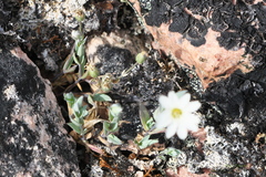 Stellaria humifusa