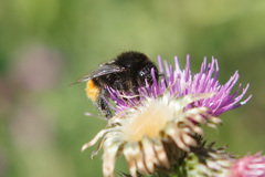Bombus lapidarius