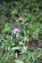 Centaurea phrygia abbreviata