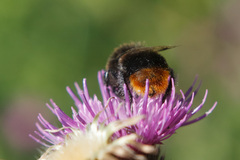 Bombus lapidarius
