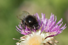Bombus lapidarius