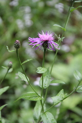 Centaurea phrygia abbreviata