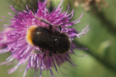 Bombus lapidarius