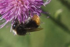 Bombus lapidarius