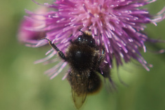 Bombus lapidarius