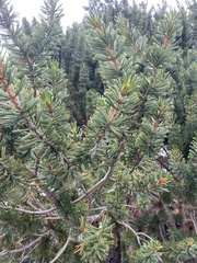 Pinus balfouriana