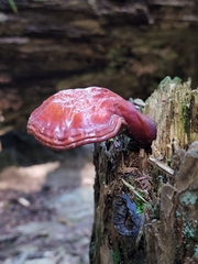 Trichoderma harzianum