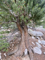 Pinus balfouriana