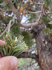 Pinus balfouriana