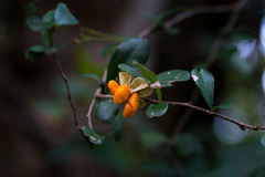 Putterlickia verrucosa