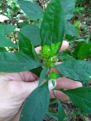 Yeatesia viridiflora
