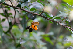 Putterlickia verrucosa