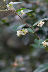 Putterlickia verrucosa