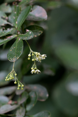 Putterlickia verrucosa