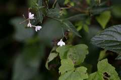 Rhinacanthus gracilis latilabiatus