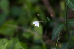 Rhinacanthus gracilis latilabiatus