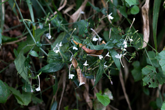 Rhinacanthus gracilis latilabiatus