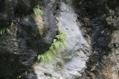 Woodsia caucasica