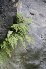 Woodsia caucasica