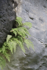 Woodsia caucasica