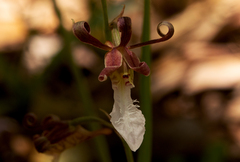 Eulophia venulosa image