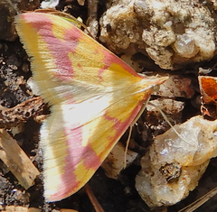 Pyrausta scurralis