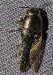 Sphenoptera pilosula