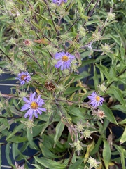 Symphyotrichum novae-angliae
