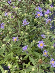 Symphyotrichum novae-angliae