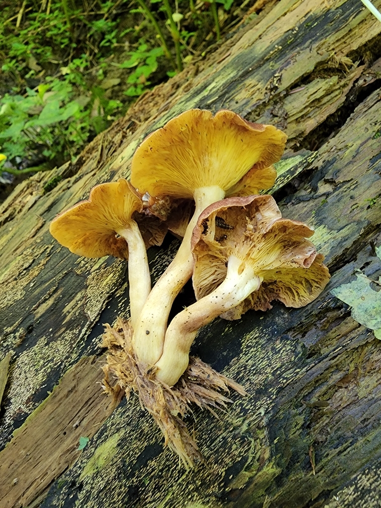 PlumsandCustard from Montgomery County, USIN, US on August 13, 2022