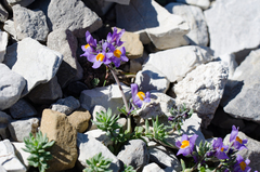 Linaria alpina alpina