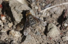 Chrysanthrax vanus