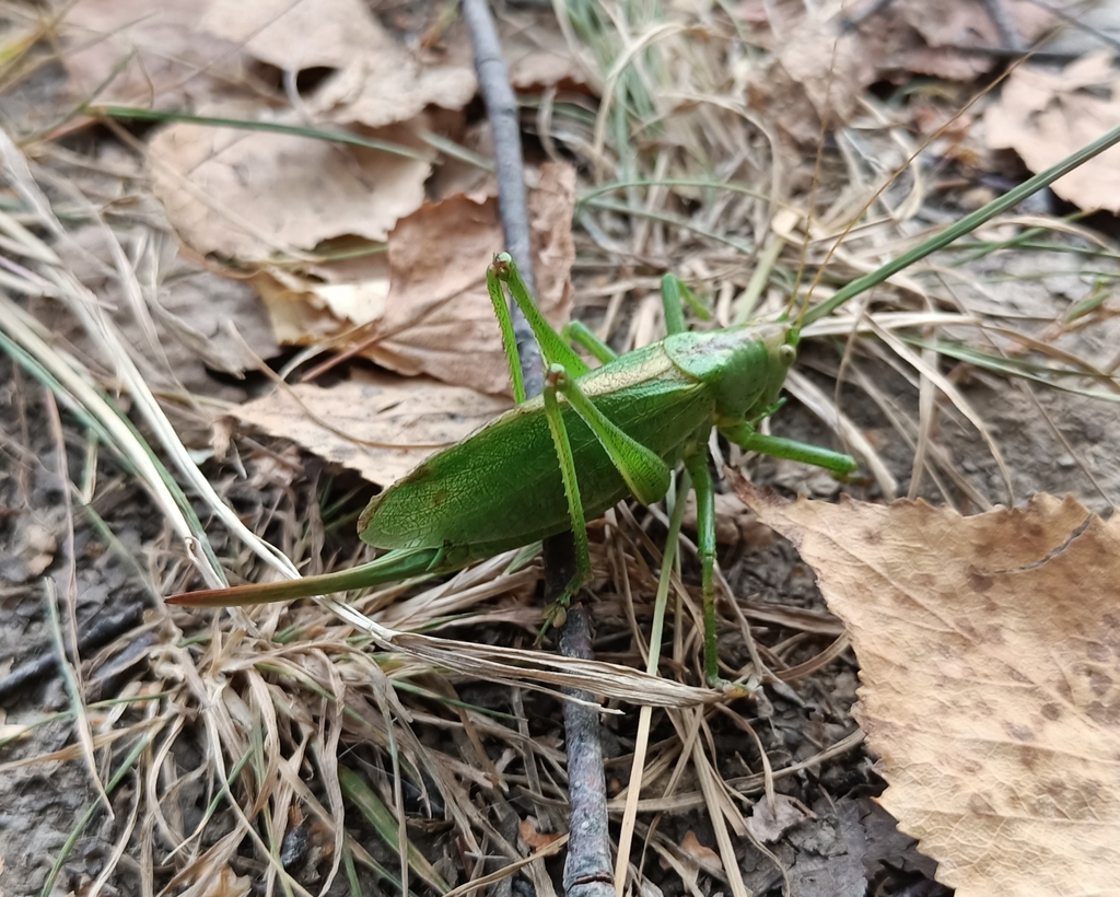 Upland Green Bush-cricket