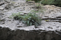 Jurinea brachypappa