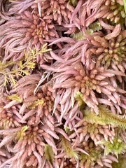 Sphagnum subnitens