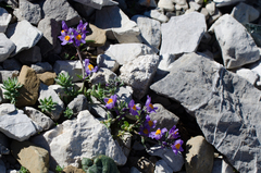 Linaria alpina alpina