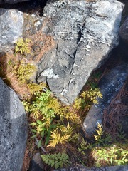 Cryptogramma stelleri