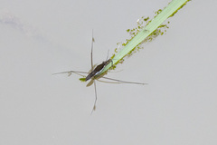 Limnogonoides